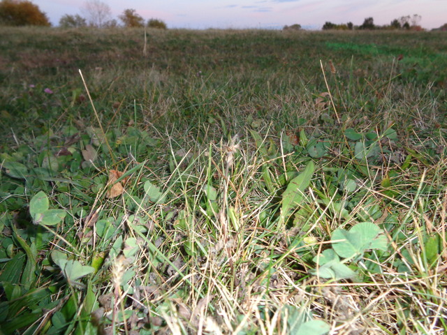 a view of a lush green forest with a lake and trees