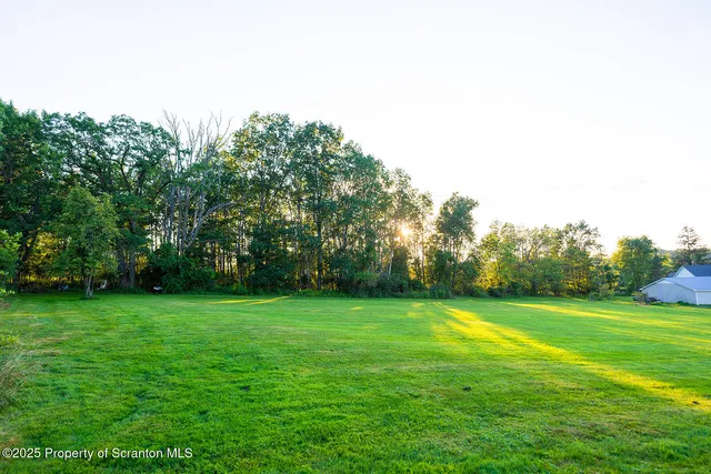 a view of a trees in a park