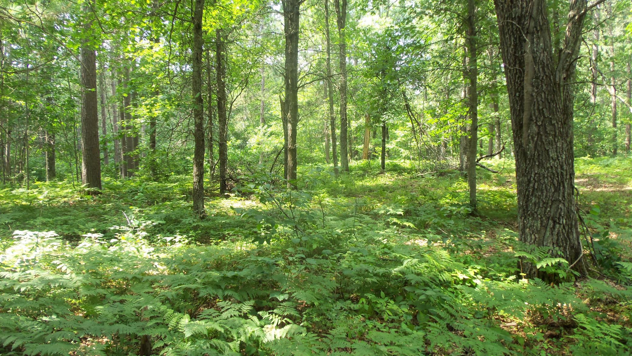 Lot 2 Birch Tree Trail Spooner, WI 54801 - Photo 8 of 14 Gallery Image 8