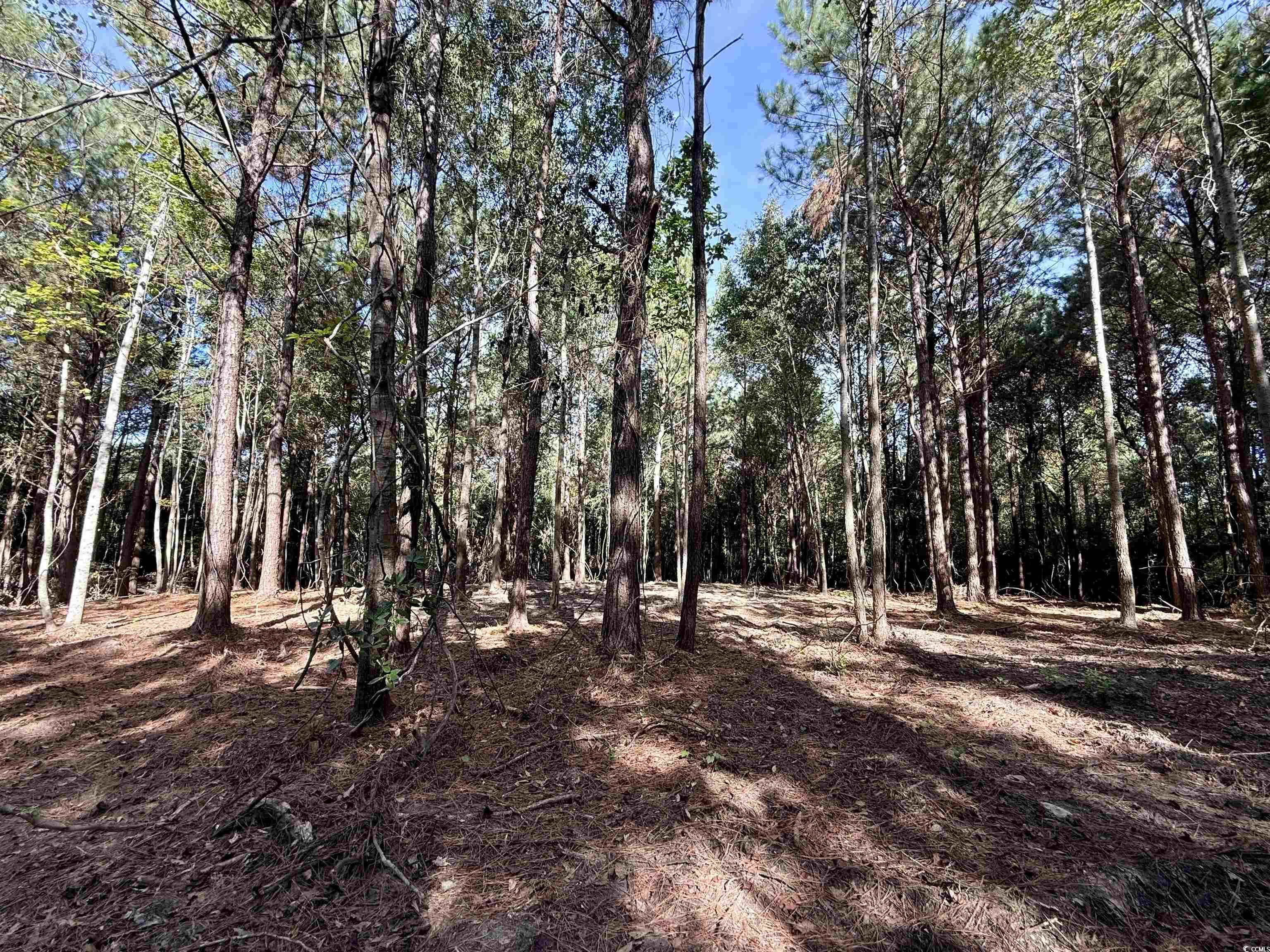 14.81-acres-tbd South Deerfield Road Johnsonville, SC 29555 - Photo 12 of 14