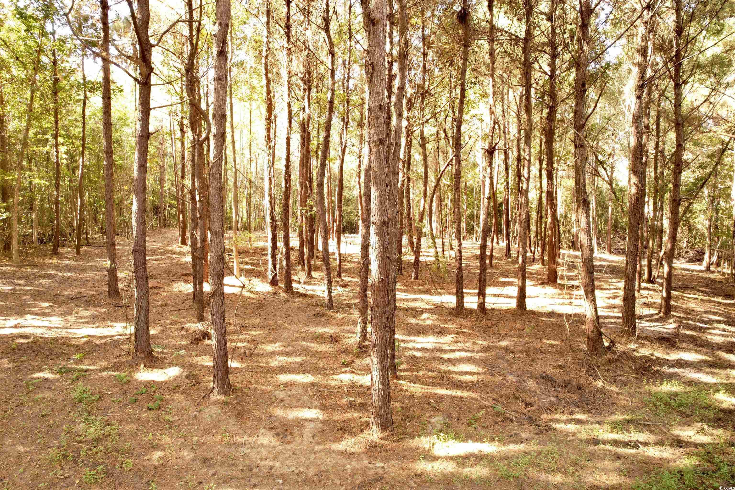 14.81-acres-tbd South Deerfield Road Johnsonville, SC 29555 - Photo 3 of 14