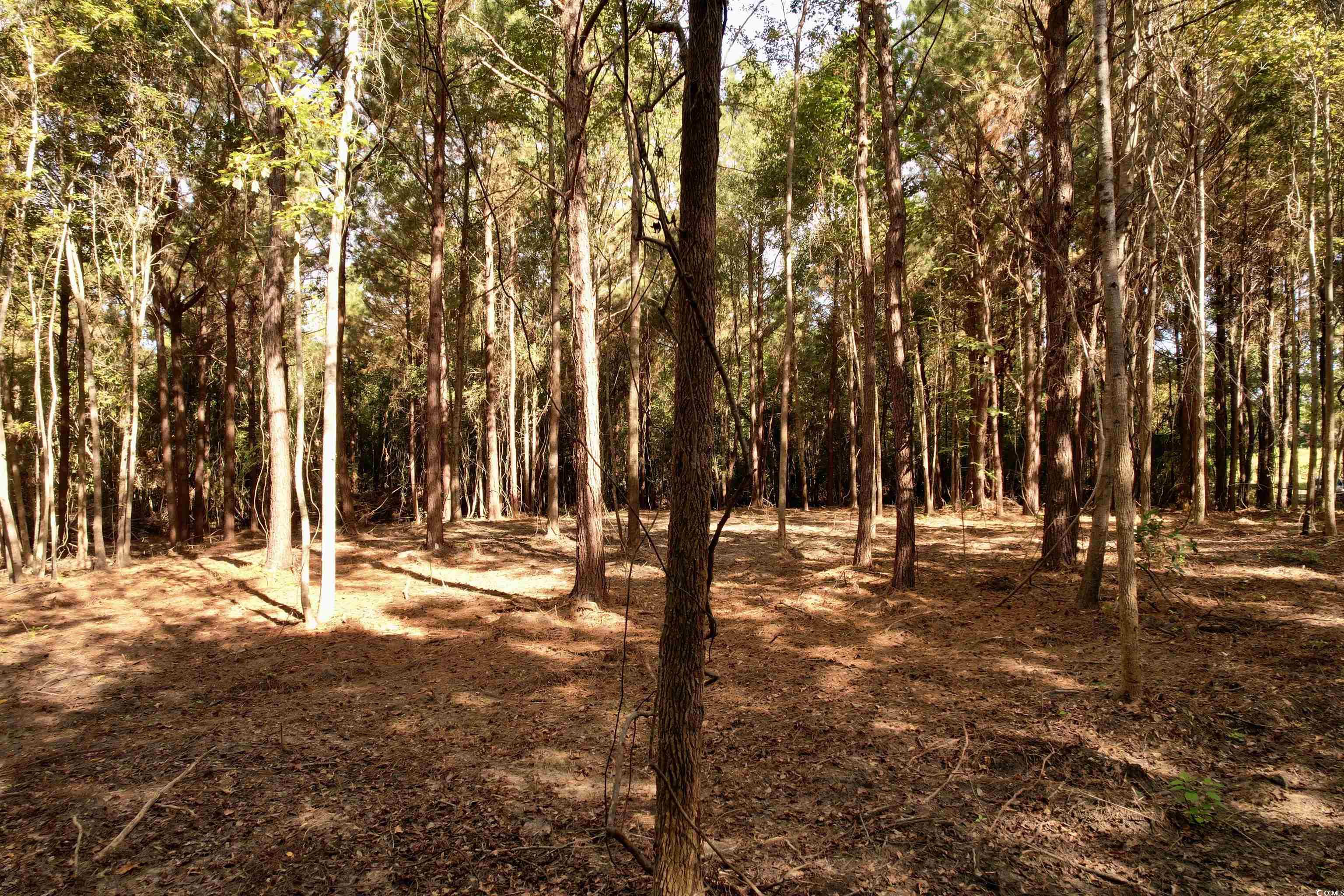 14.81-acres-tbd South Deerfield Road Johnsonville, SC 29555 - Photo 5 of 14