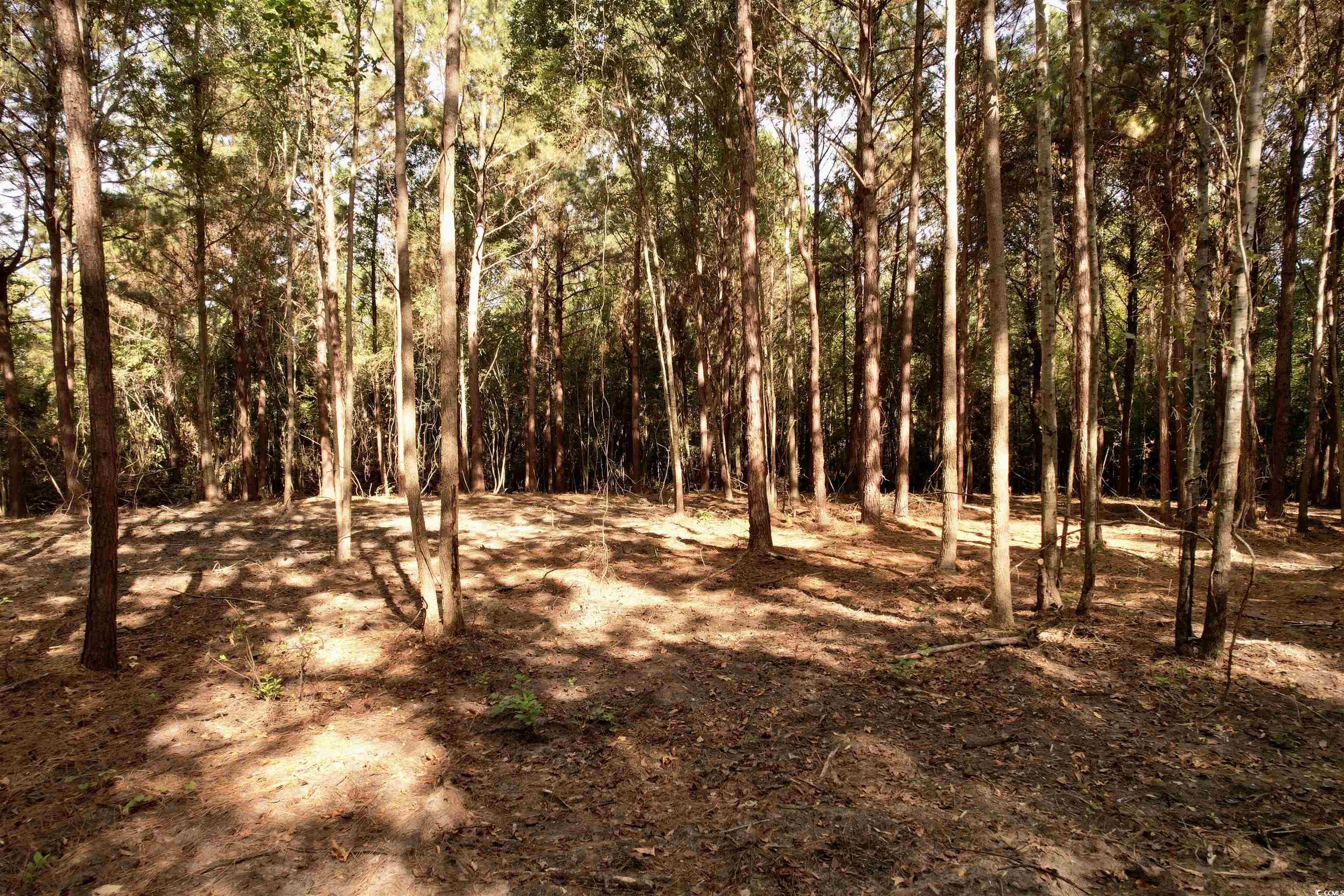 14.81-acres-tbd South Deerfield Road Johnsonville, SC 29555 - Photo 6 of 14