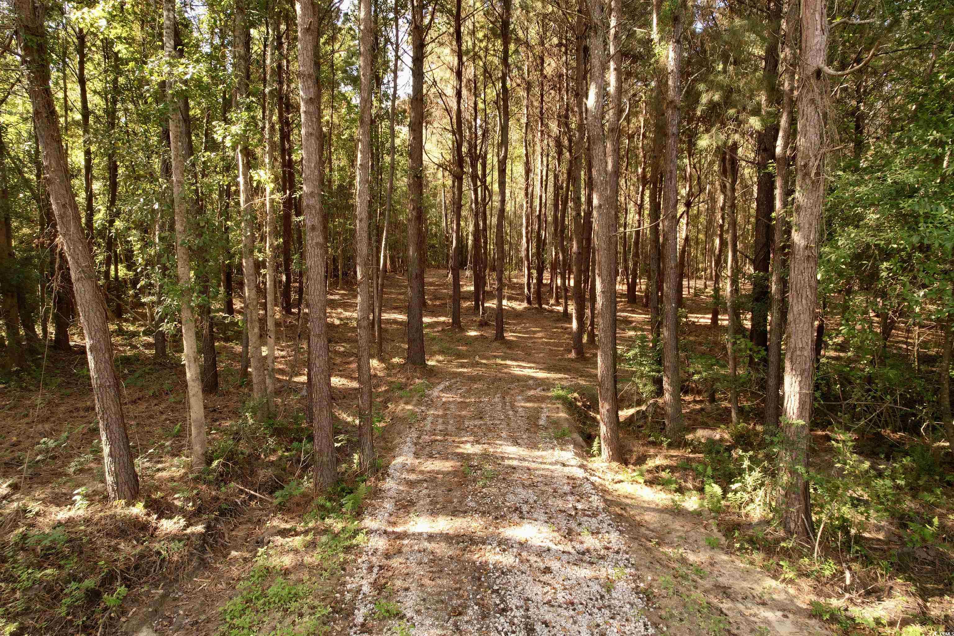 14.81-acres-tbd South Deerfield Road Johnsonville, SC 29555 - Photo 10 of 14