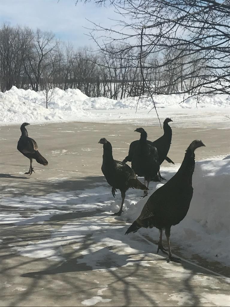 28983 320th Ave Way Red Wing, MN 55066 - Photo 135 of 136