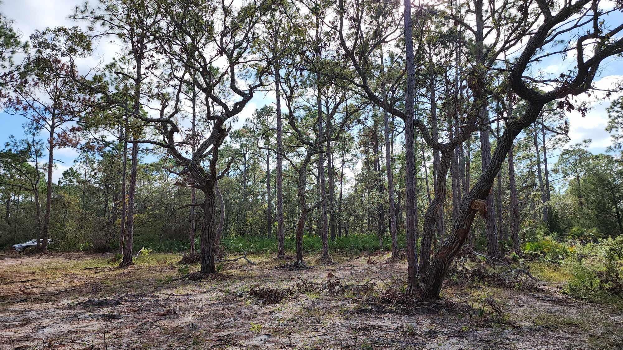 Tbd Yates Creek Road, Unit 1 Perry, FL 32348 - Photo 11 of 17