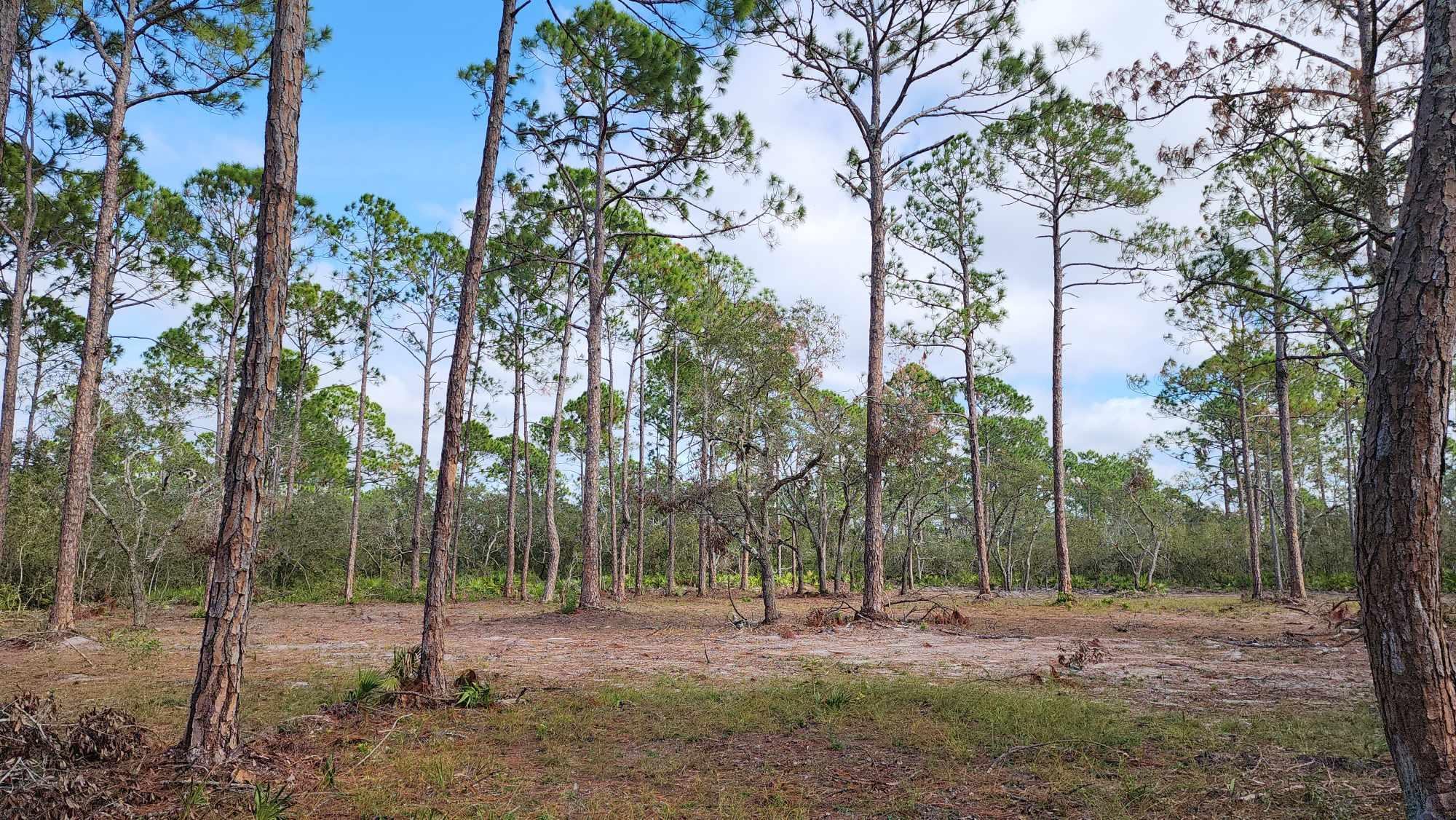 Tbd Yates Creek Road, Unit 1 Perry, FL 32348 - Photo 13 of 17