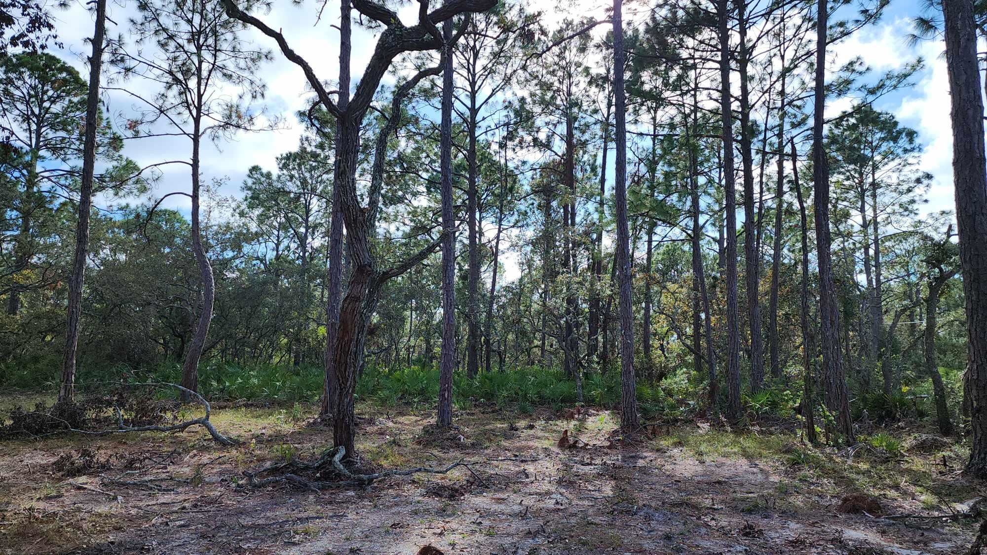 Tbd Yates Creek Road, Unit 1 Perry, FL 32348 - Photo 14 of 17