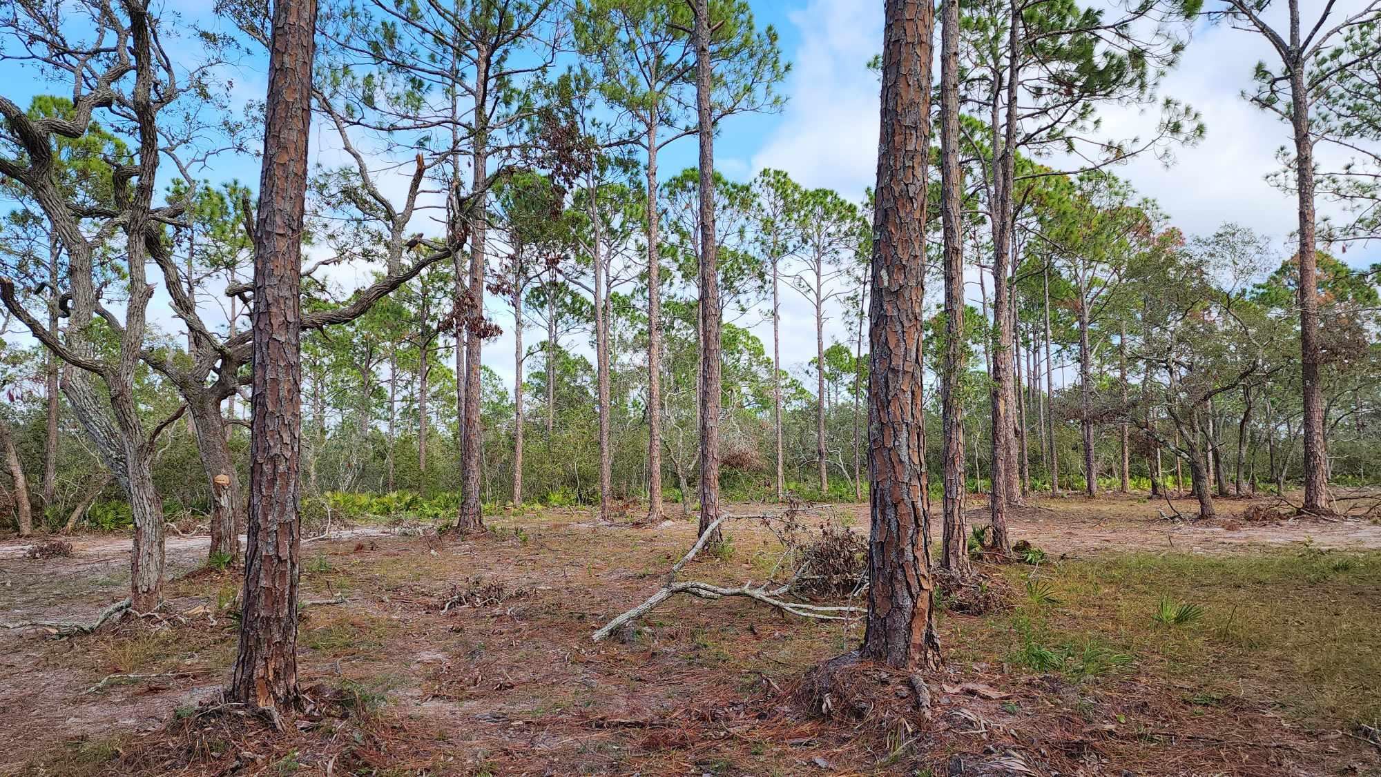 Tbd Yates Creek Road, Unit 1 Perry, FL 32348 - Photo 15 of 17