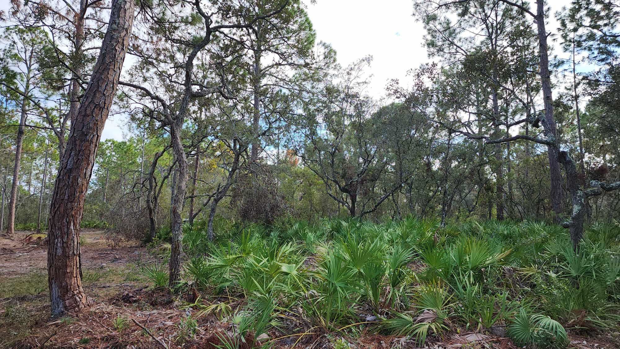 Tbd Yates Creek Road, Unit 1 Perry, FL 32348 - Photo 17 of 17