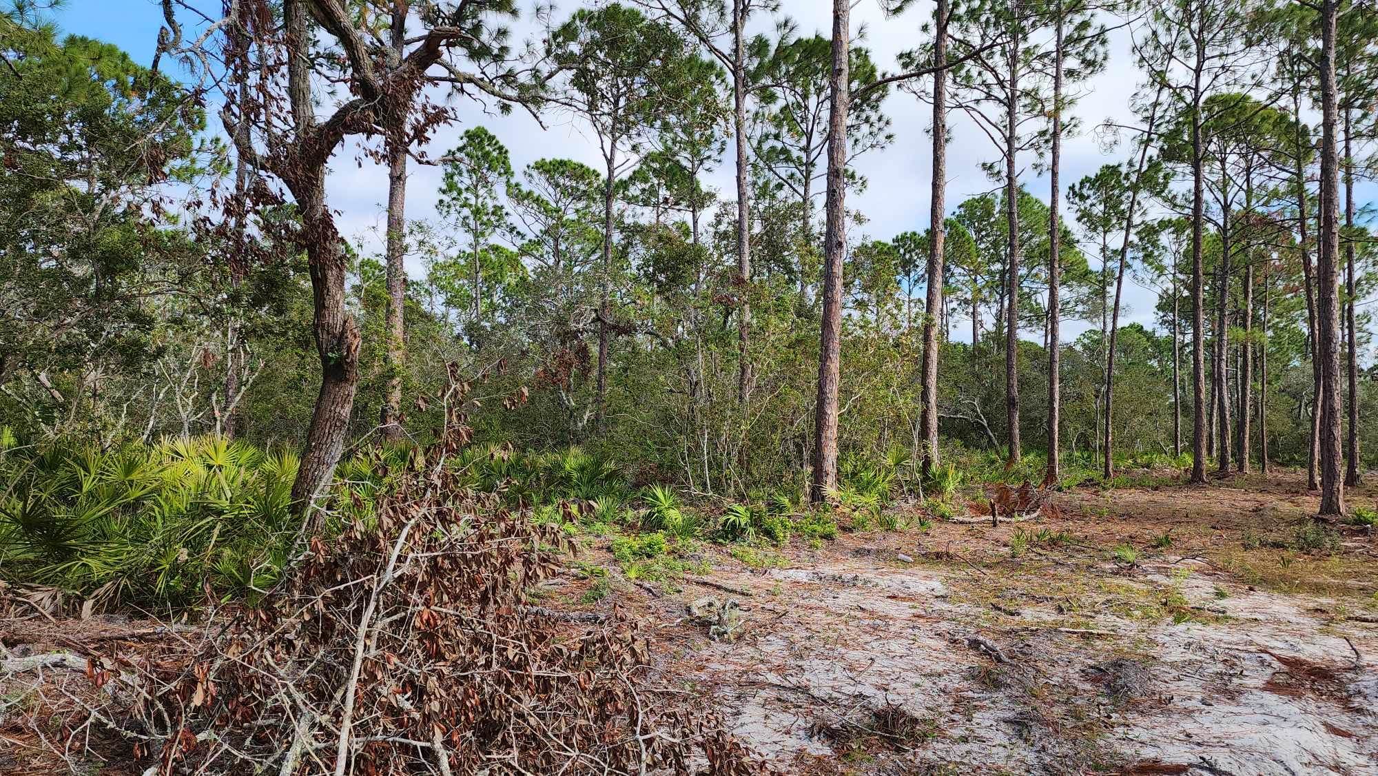 Tbd Yates Creek Road, Unit 1 Perry, FL 32348 - Photo 9 of 17