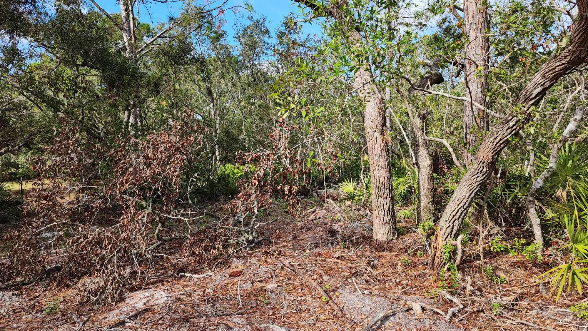 Tbd Yates Creek Road, Unit 1 Perry, FL 32348 - Photo 10 of 17