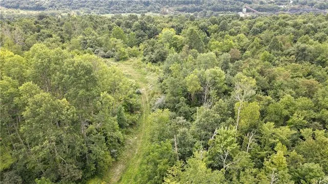a view of a big yard with plants and large trees