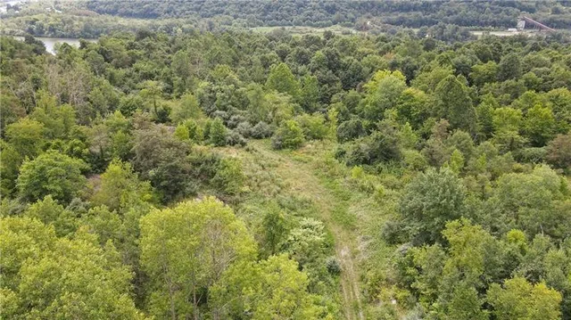 a view of a lush green space