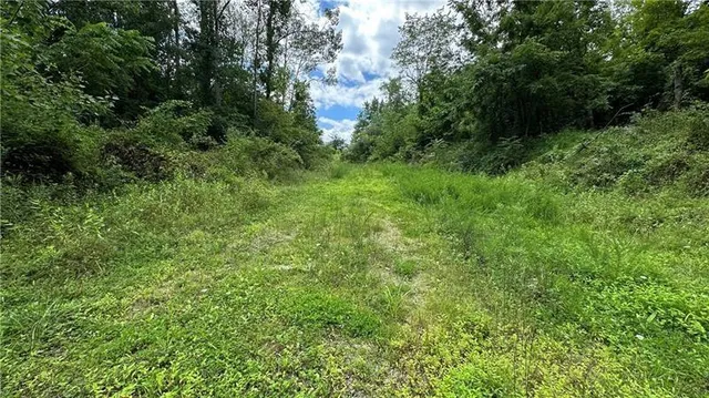 a view of a lush green forest with large trees