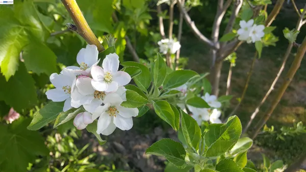 $3,288 | 627 Rose Avenue, Unit 2, Pleasanton, CA 94566