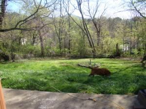 731 Ramada Road Vinton, VA 24179 - Photo 12 of 12 Ramada back yard