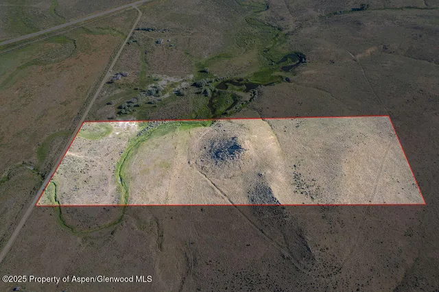 a view of a dry plant with large trees