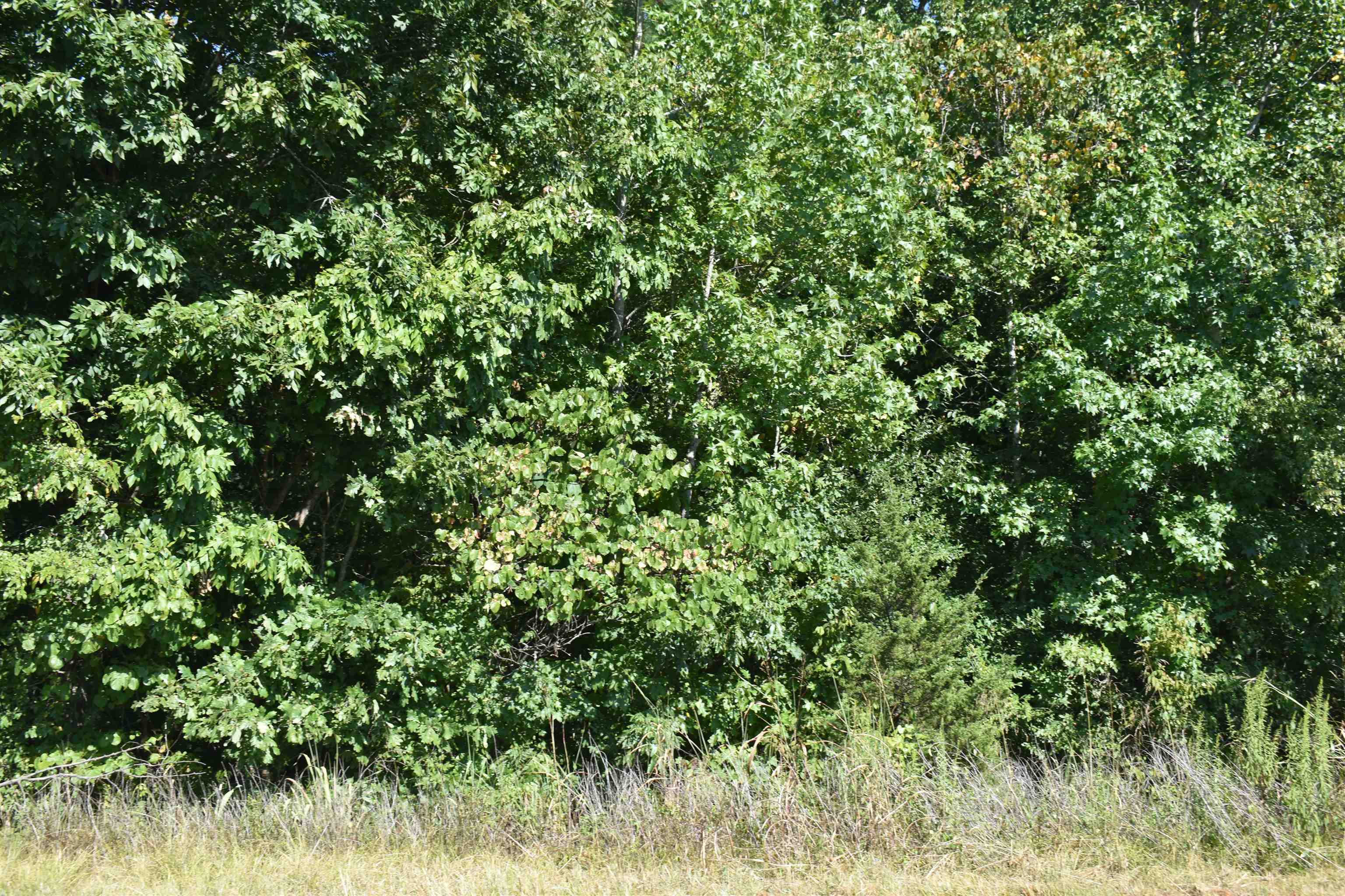 0 45th Highway Ramer, TN 38367 - Photo 7 of 8 a view of a lush green forest