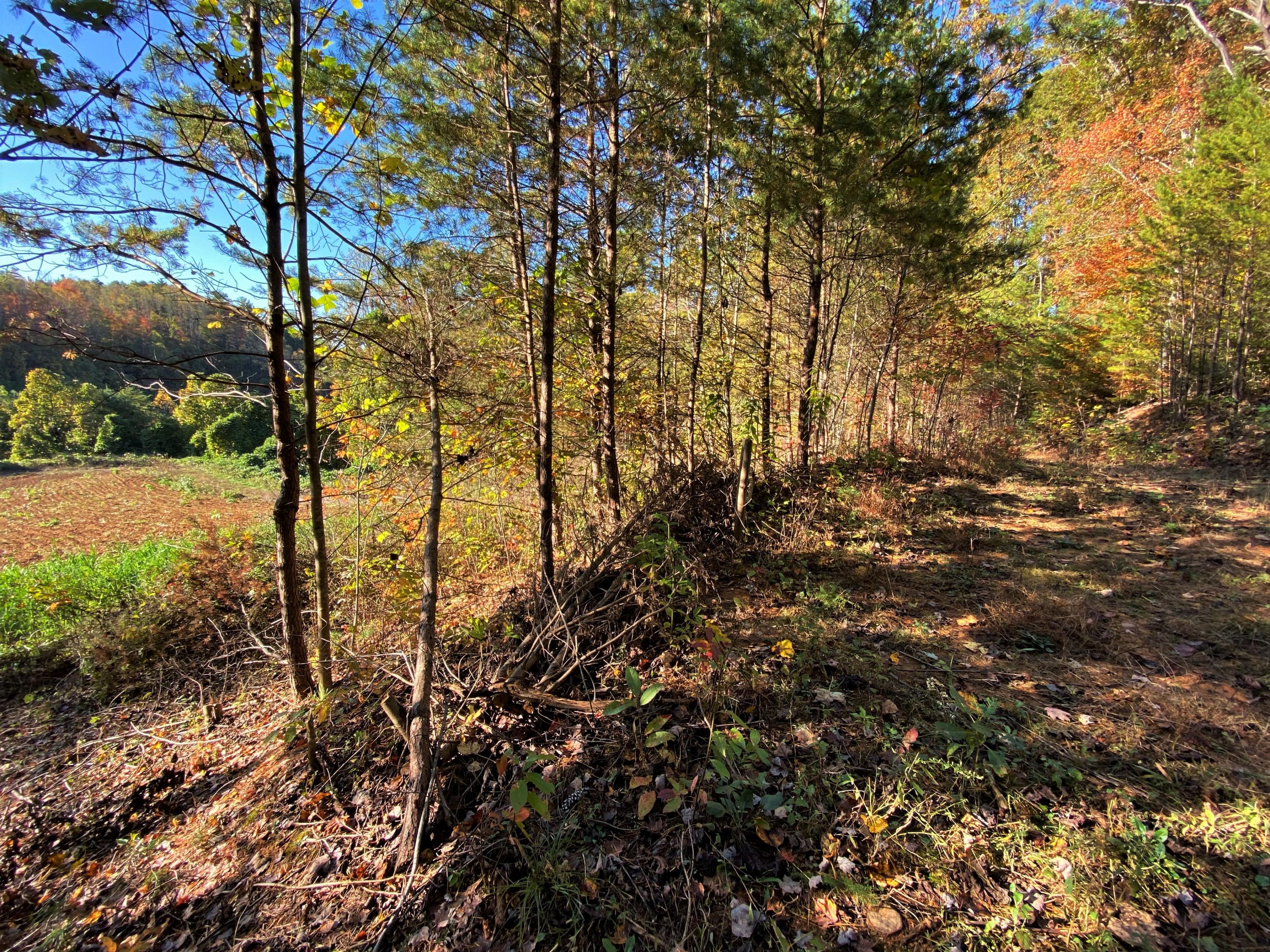 0 Living Way Del Rio, TN 37727 - Photo 2 of 7 2