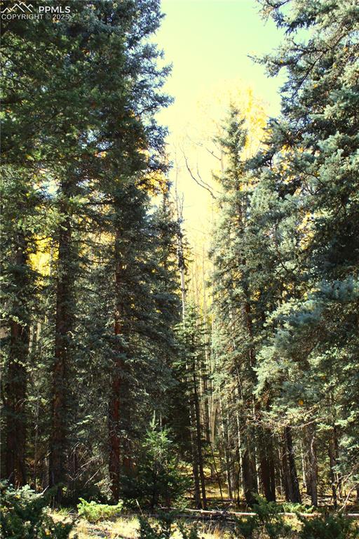 38938 Nf-250 Road Antonito, CO 81120 - Photo 9 of 15 a view of forest