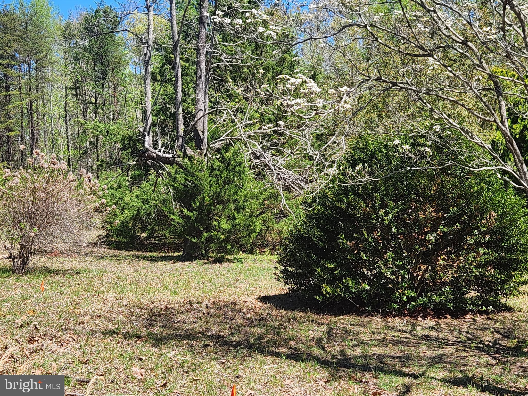 3618 Johnson Road Mineral, VA 23117 - Photo 11 of 16 Some mature trees