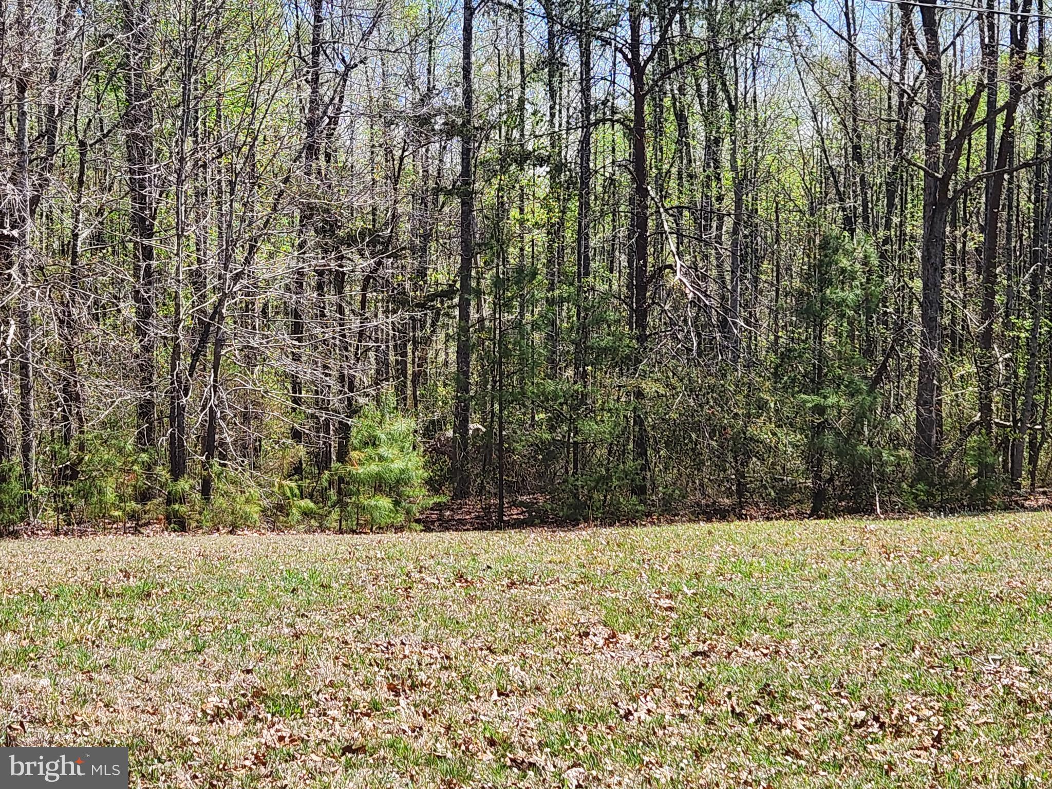3618 Johnson Road Mineral, VA 23117 - Photo 12 of 16 Mainly level front yard