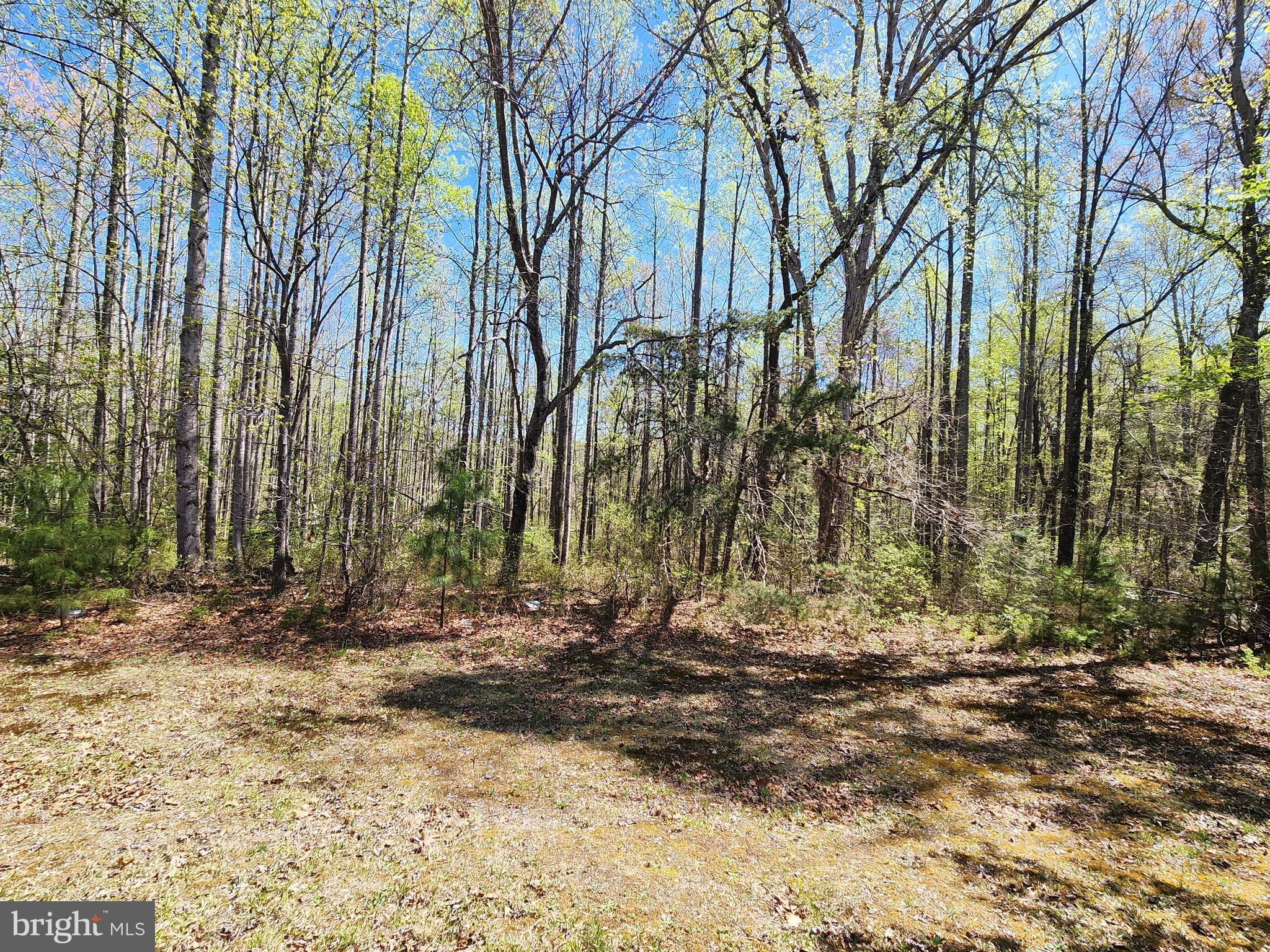 3618 Johnson Road Mineral, VA 23117 - Photo 8 of 16 Beautiful hard wood trees