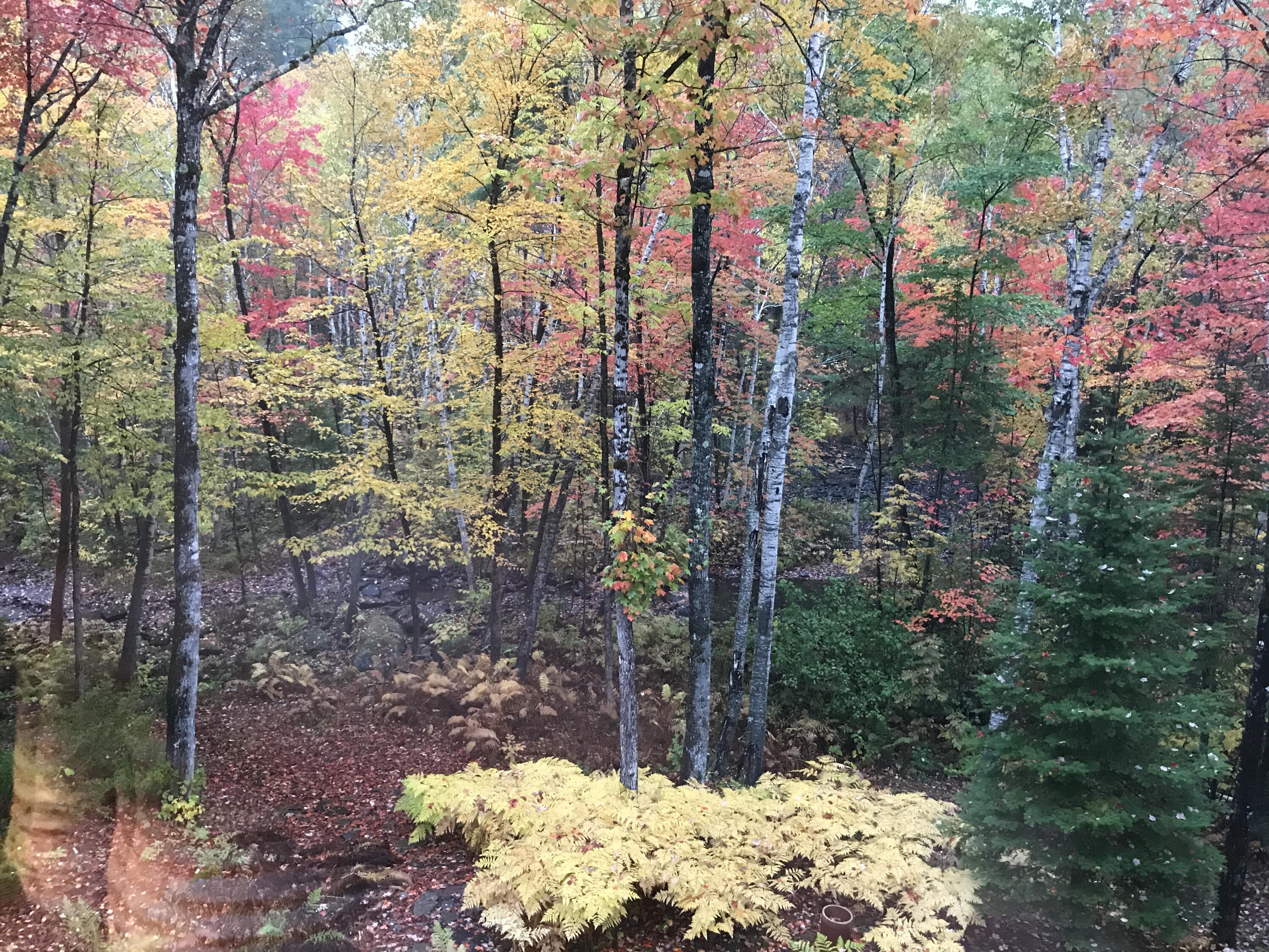 73 South Shore Road New Limerick, ME 04761 - Photo 29 of 44 fall color
