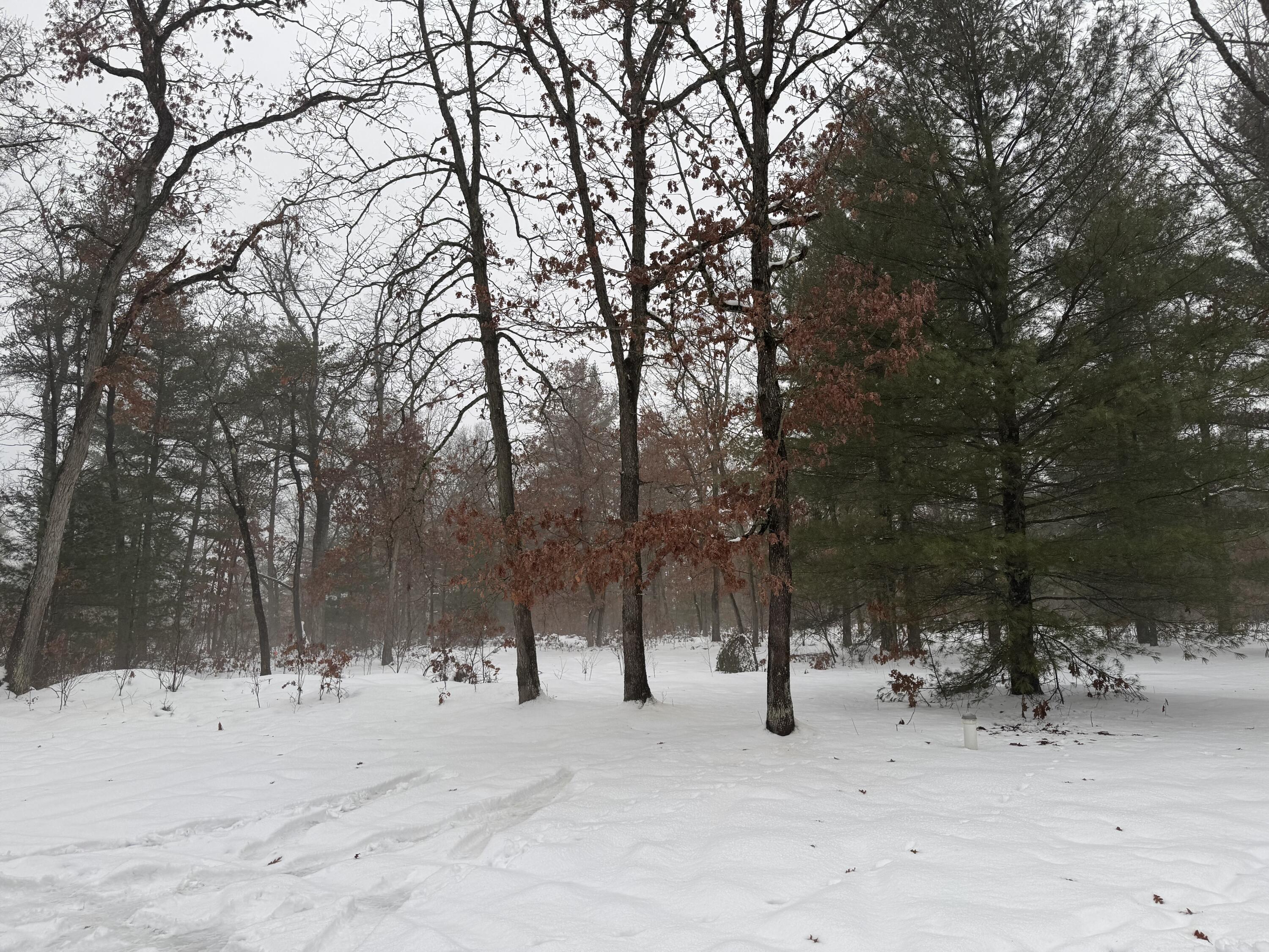 7423 South Nelson Road Chase, MI 49623 - Photo 12 of 20 IMG_6851