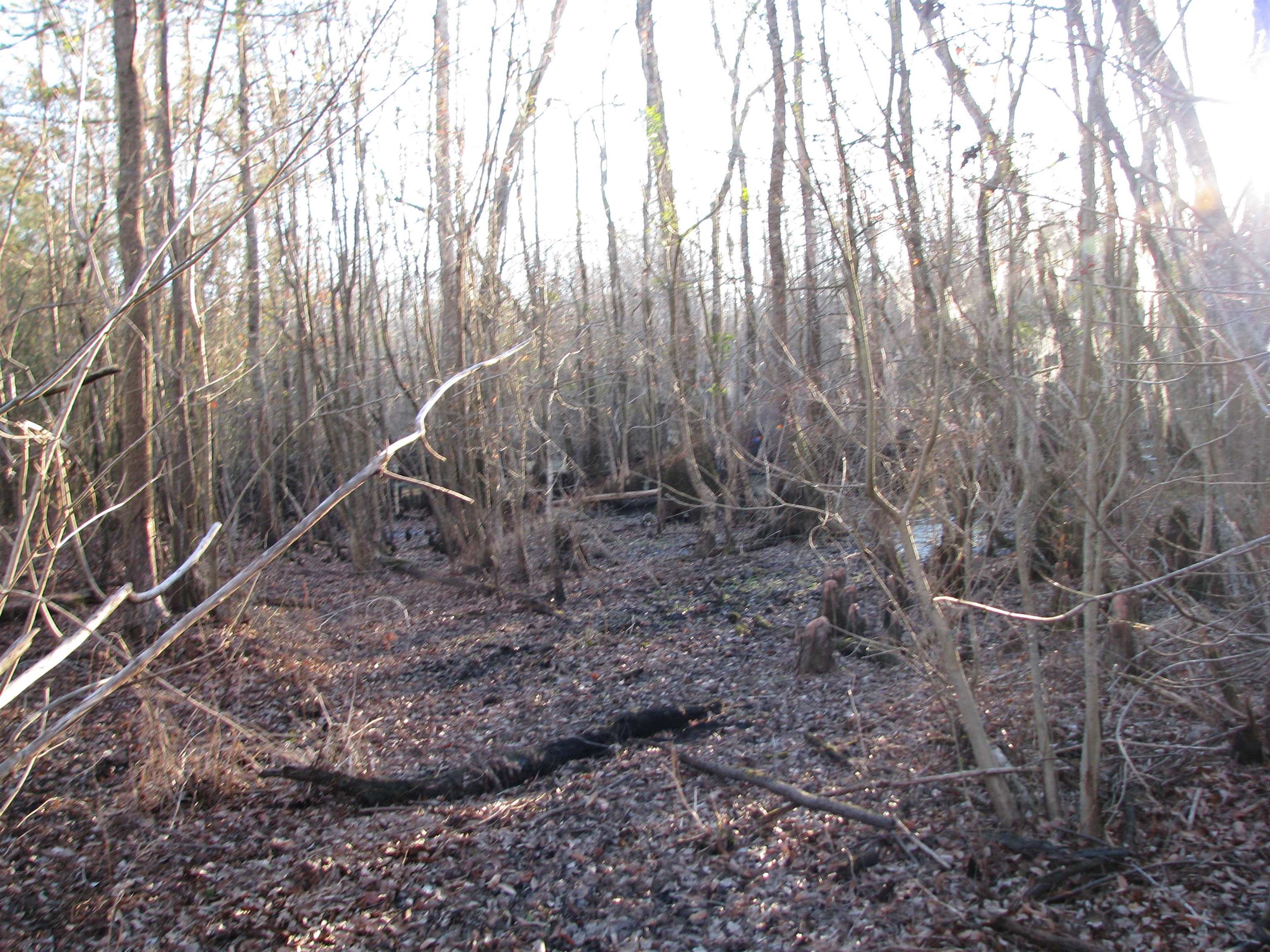 0 Gully Branch Road Hamer, SC 29547 - Photo 29 of 35 View of local wilderness