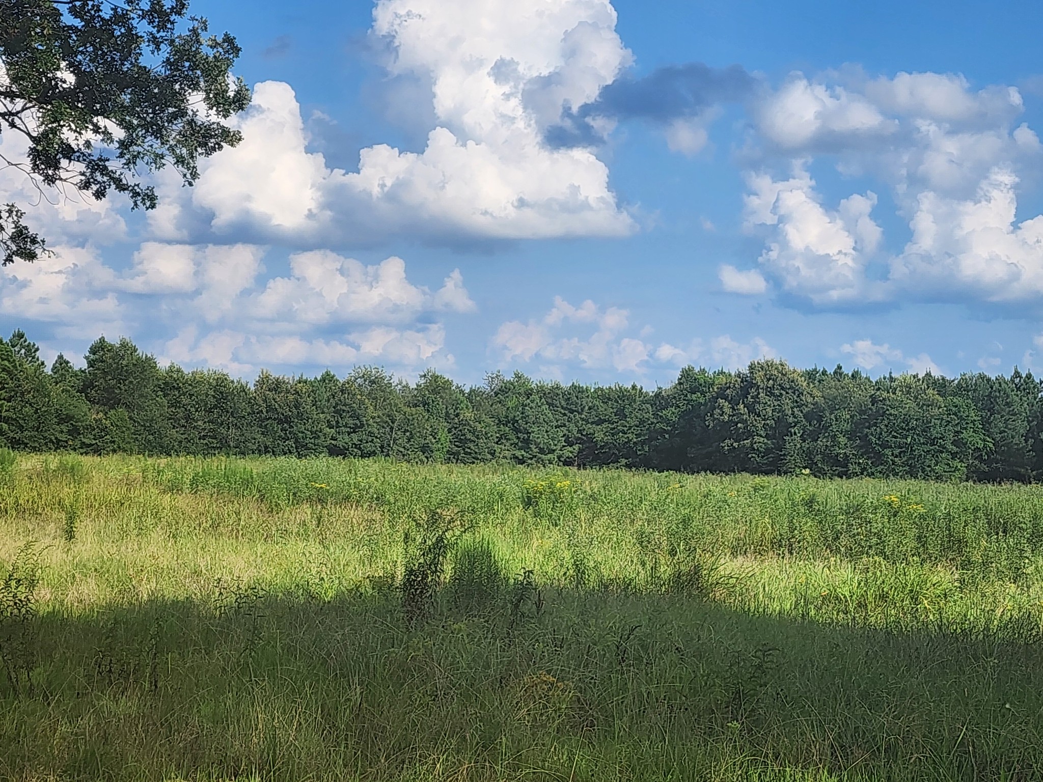0 Mt Zion Road Big Sandy, TN 38221 - Photo 3 of 6