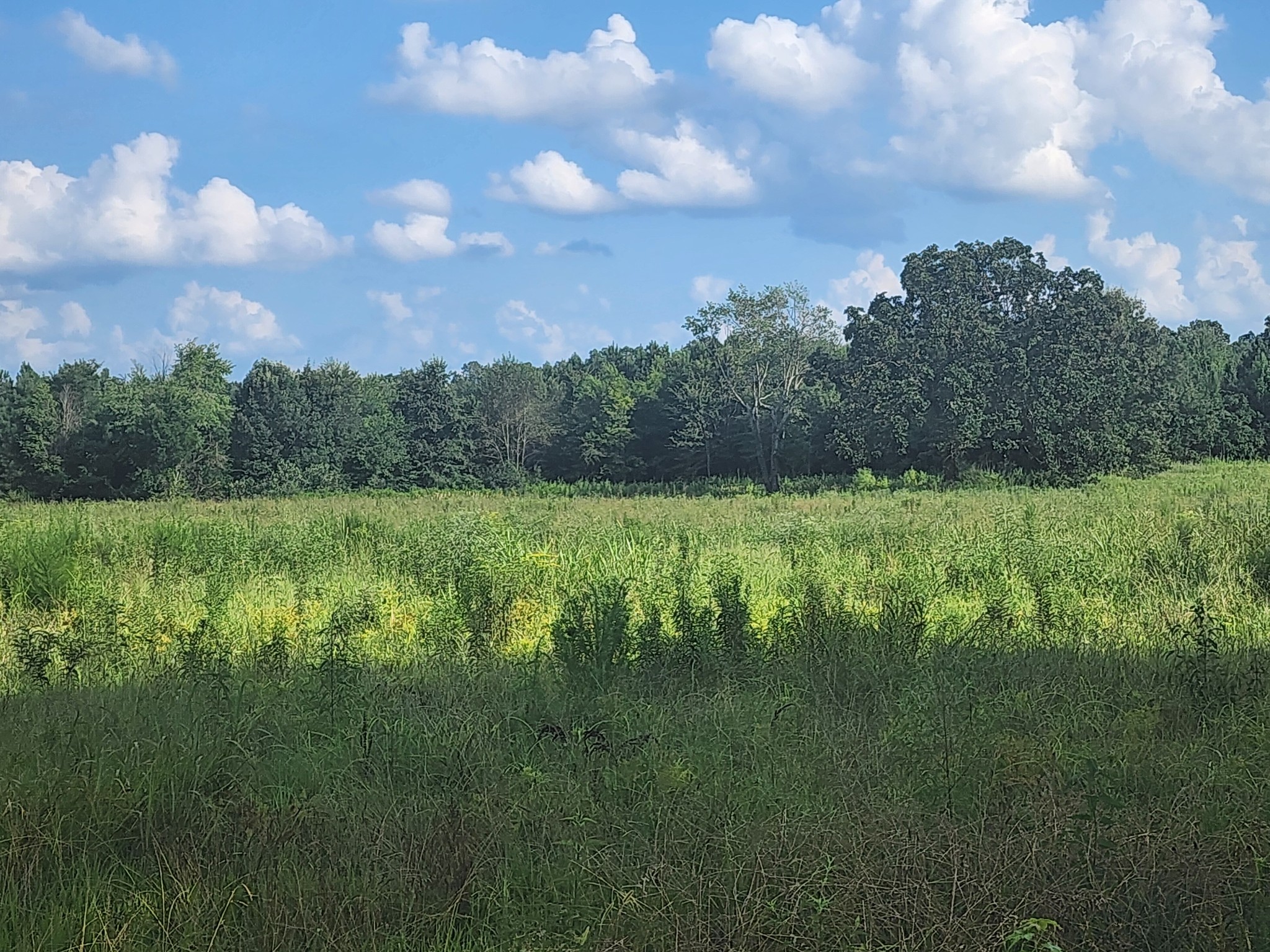 0 Mt Zion Road Big Sandy, TN 38221 - Photo 4 of 6