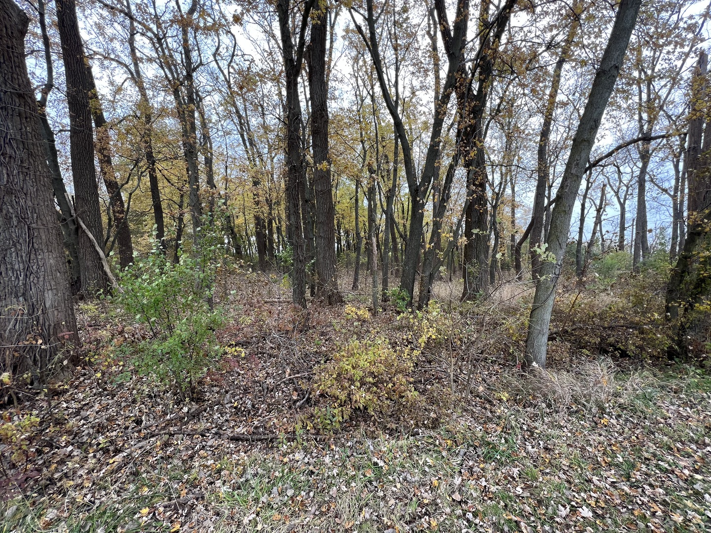 Lot 10 West McGuire Road Wilmington, IL 60481 - Photo 5 of 10 a view of forest