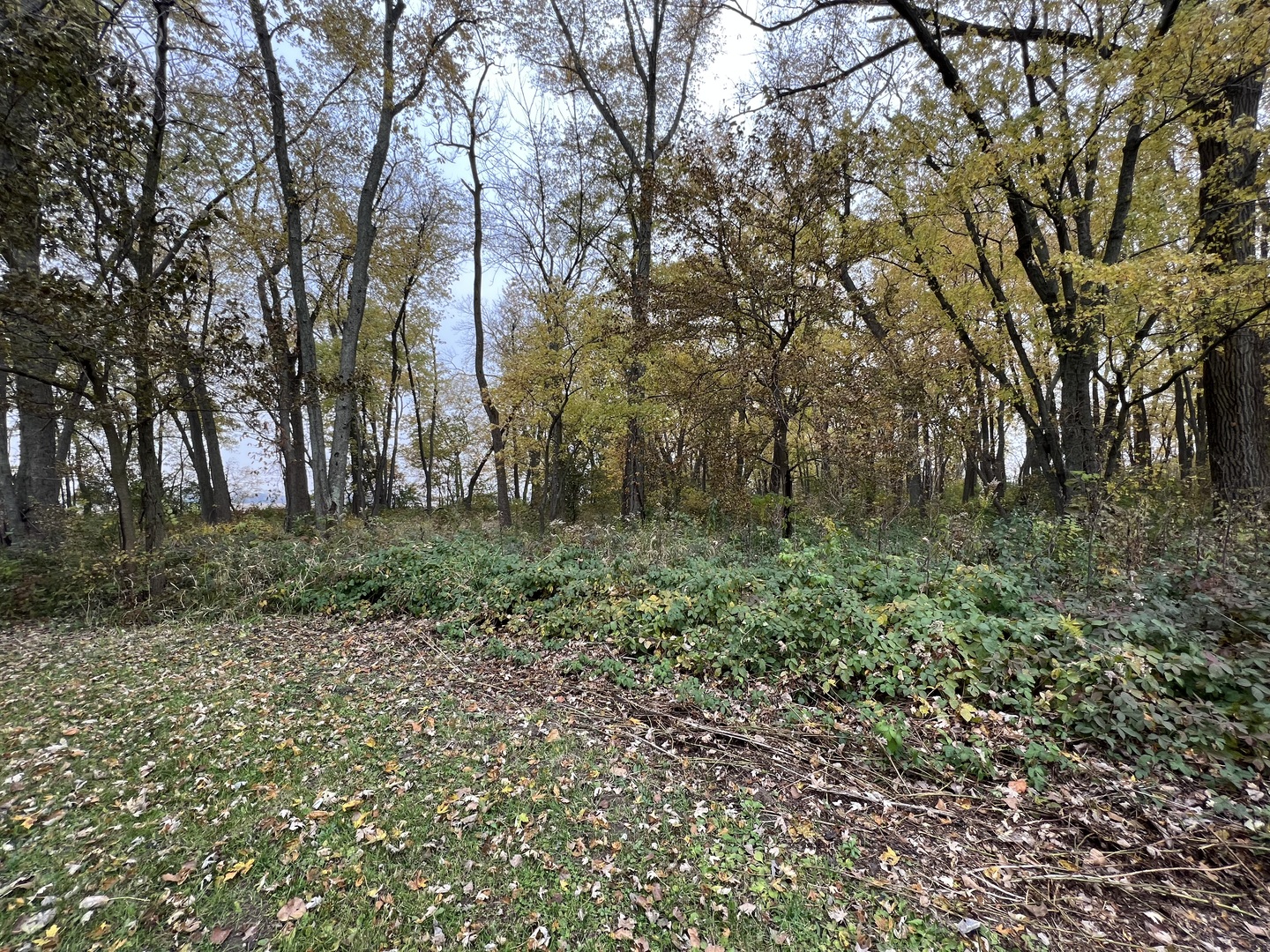 Lot 10 West McGuire Road Wilmington, IL 60481 - Photo 8 of 10 a view of a field with trees