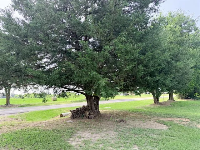 a view of a trees with yard