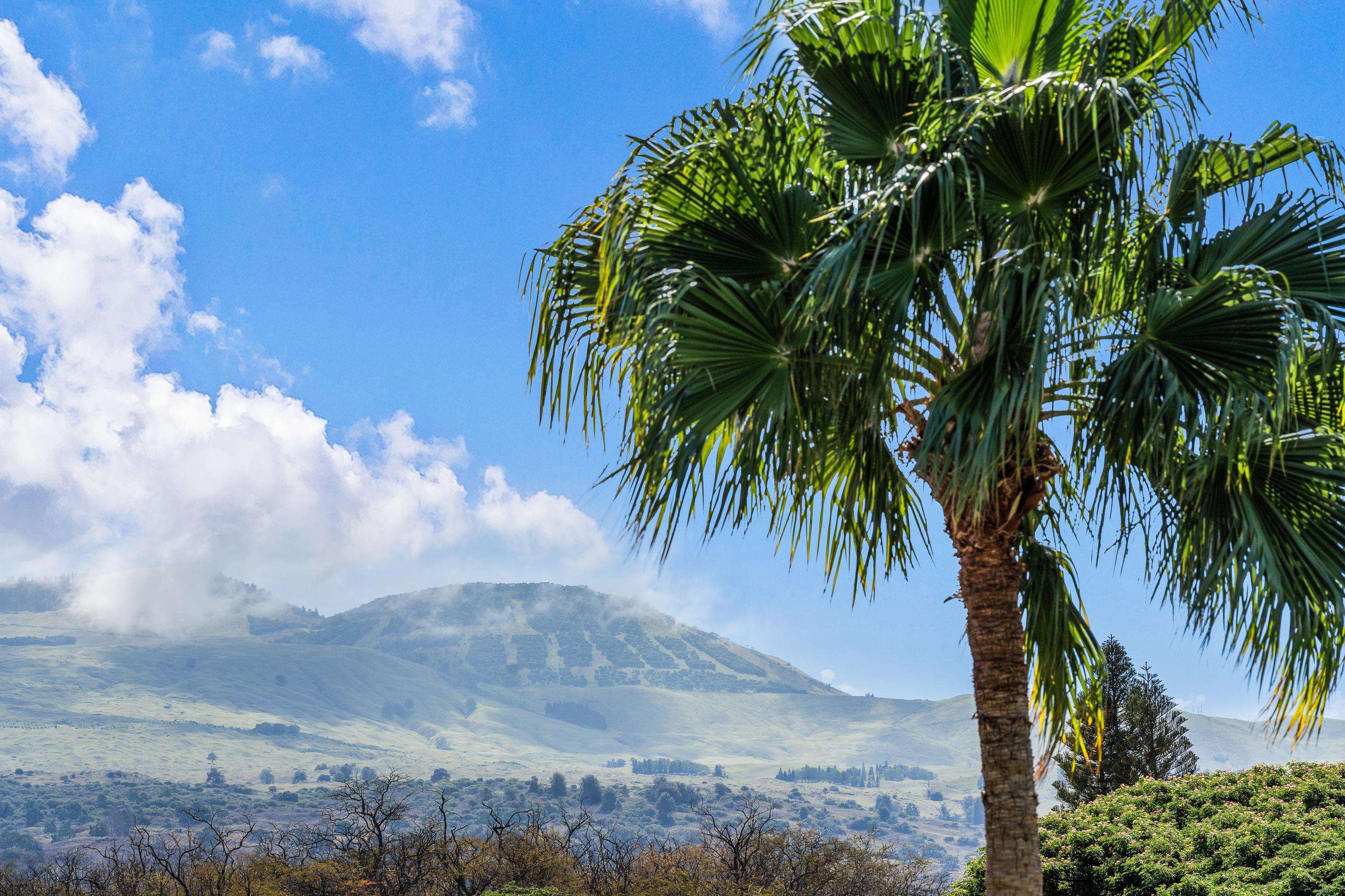 820 Kupulau Drive Kihei, HI 96753 - Photo 19 of 50 a view of a dry yard with palm trees