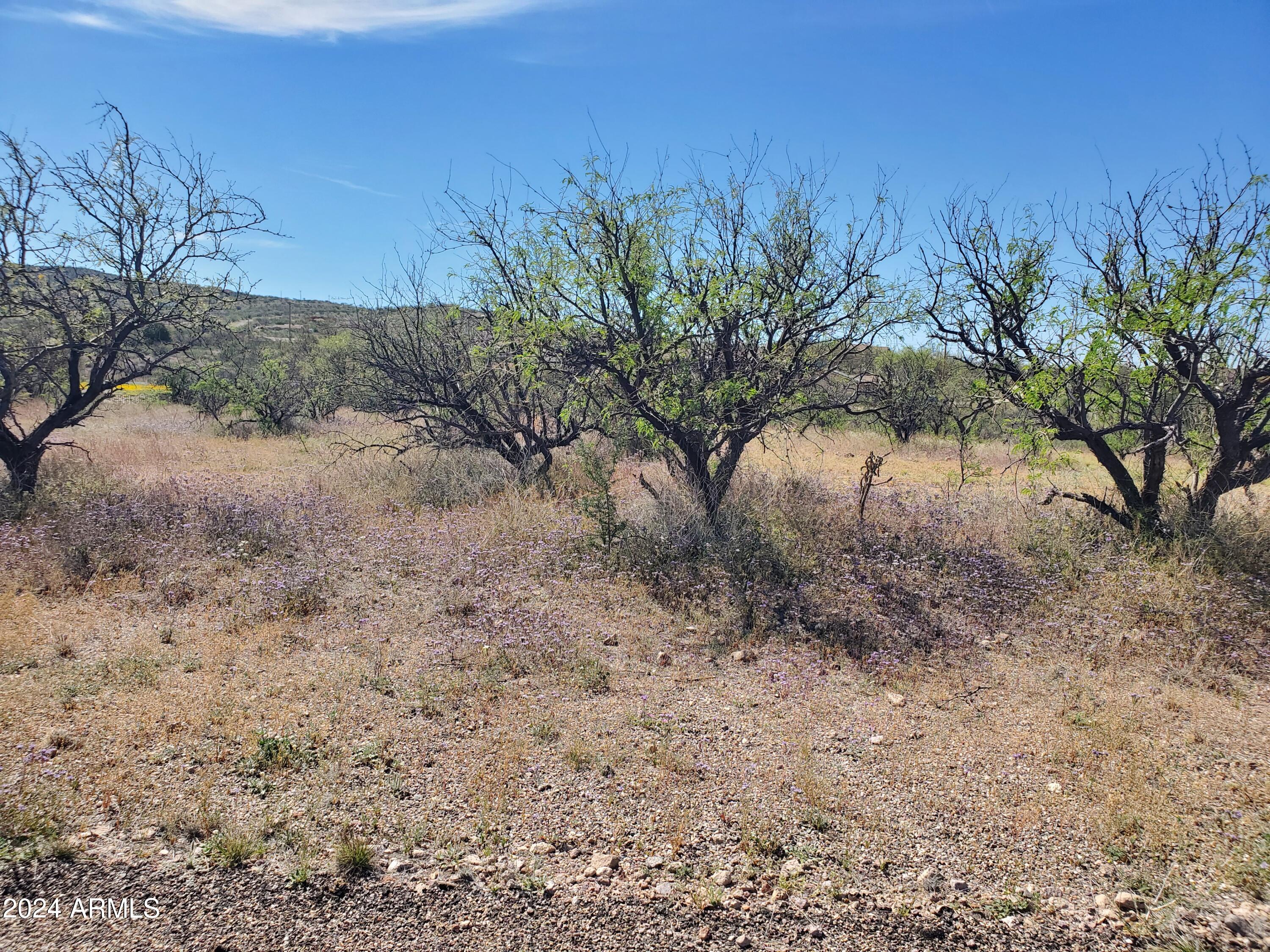 a view of a dry yard with trees