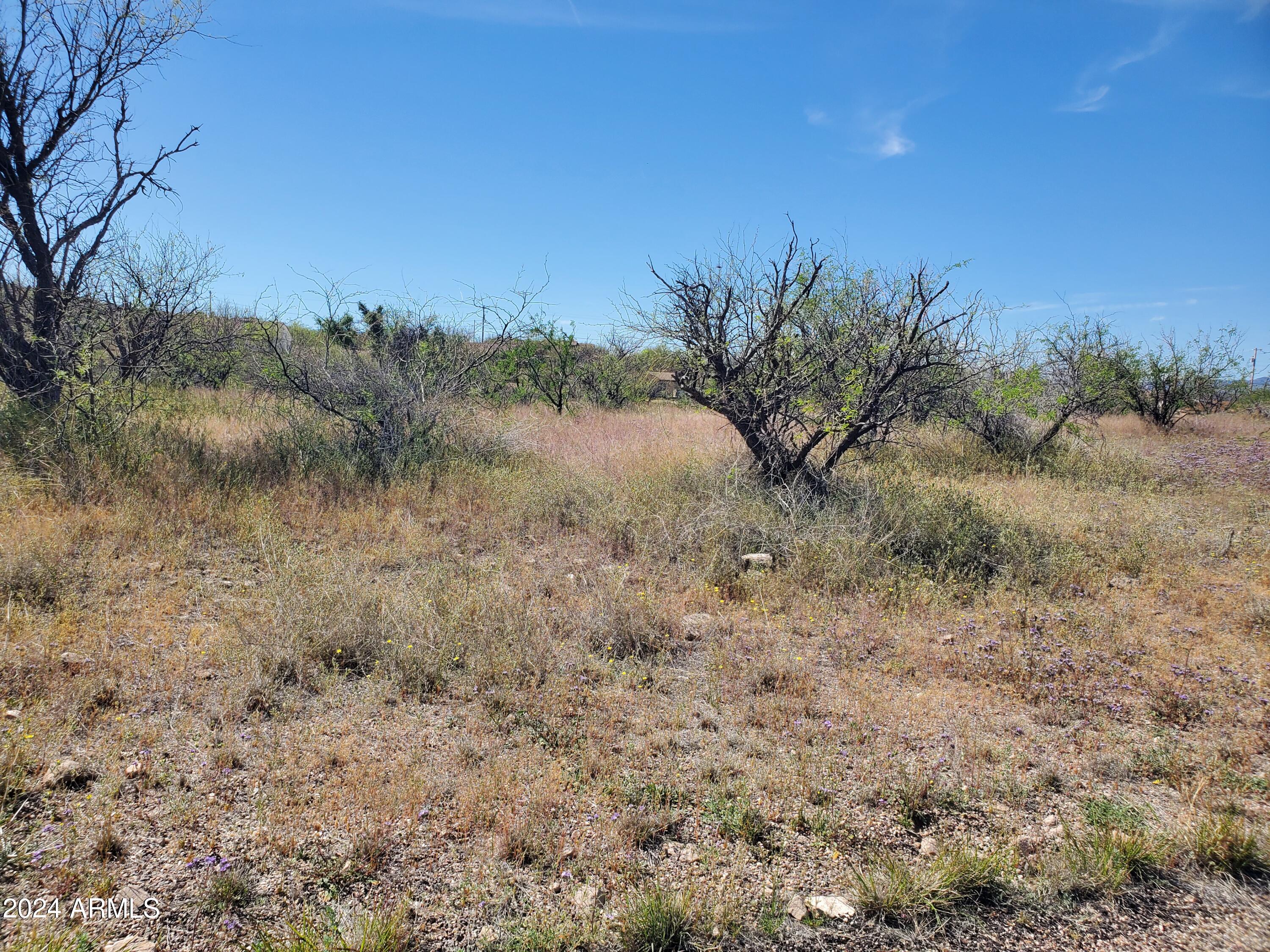 173 Via Ventosa, Unit 98 Rio Rico, AZ 85648 - Photo 6 of 10 a view of a yard with a tree