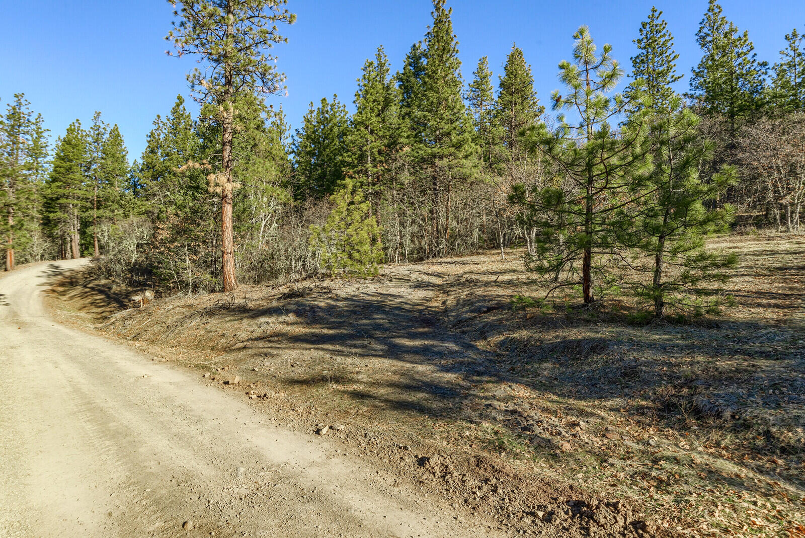 8317 Dead Indian Memorial Road Ashland, OR 97520 - Photo 21 of 37 a view of dirt yard with a large tree