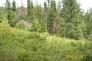 Tbd Jacknife Lookout Road Kettle Falls, WA 99141 - Photo 8 of 11 Gallery Image 8