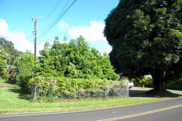 6664 Kuamoo Road Kapaa, HI 96746 - Photo 3 of 15 a view of a yard