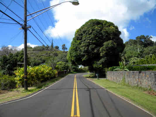 6664 Kuamoo Road Kapaa, HI 96746 - Photo 4 of 15 a view of a yard with plants and a yard