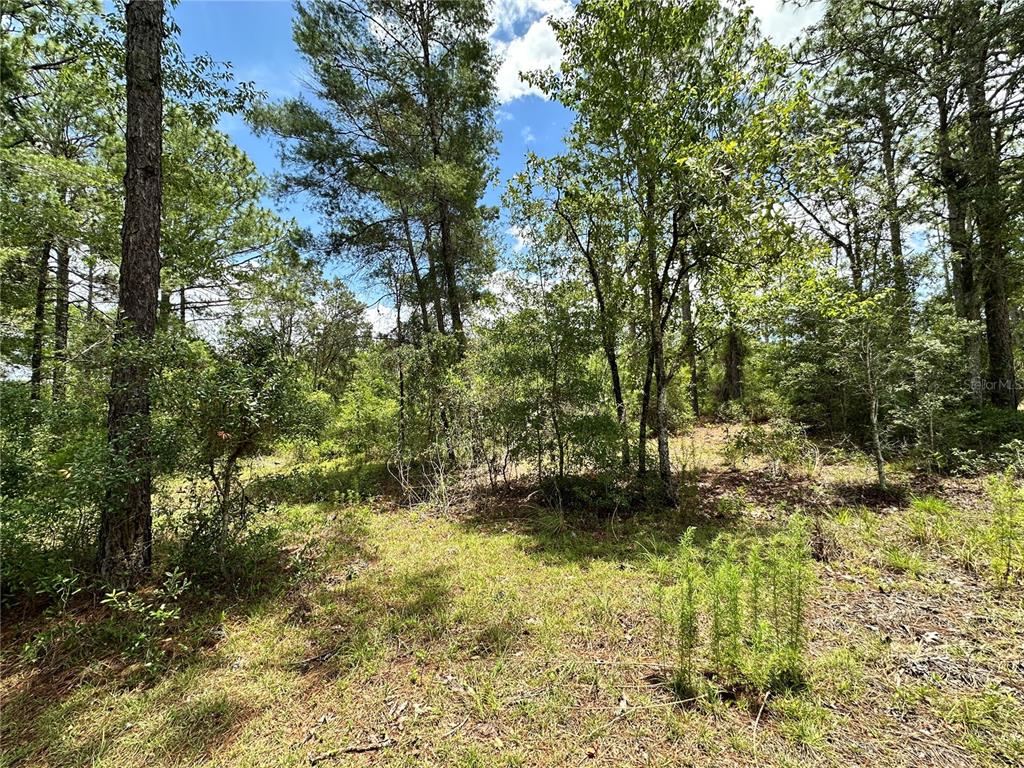 Tbd Northeast 69th Place Bronson, FL 32621 - Photo 3 of 12