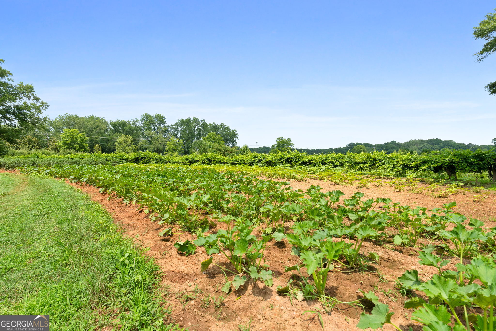 2037 Jeff Davis Road Thomaston, GA 30286 - Photo 33 of 60 a view of a garden with a building in the background