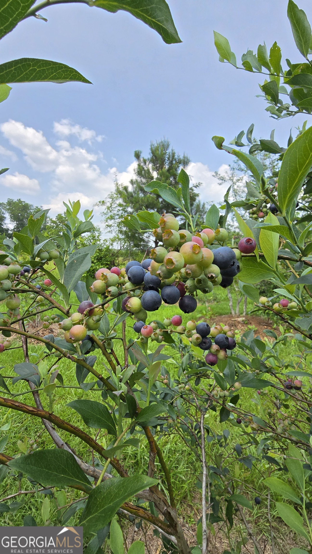 2037 Jeff Davis Road Thomaston, GA 30286 - Photo 44 of 60 a picture of flowers
