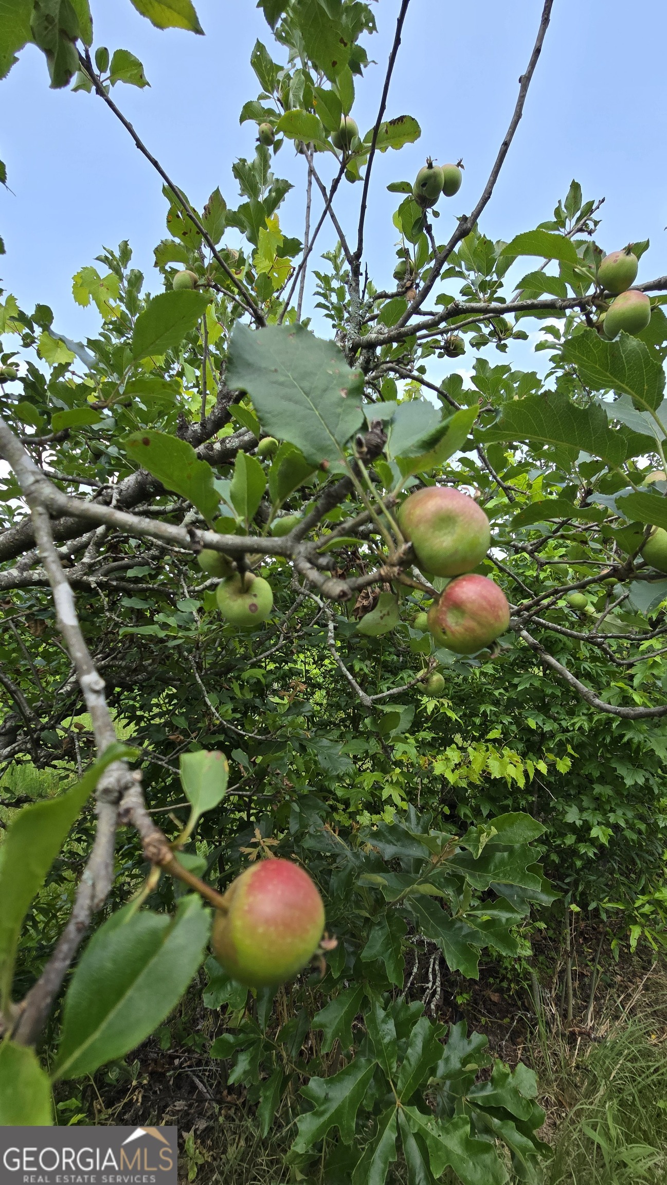 2037 Jeff Davis Road Thomaston, GA 30286 - Photo 45 of 60 a view of a plant in a garden