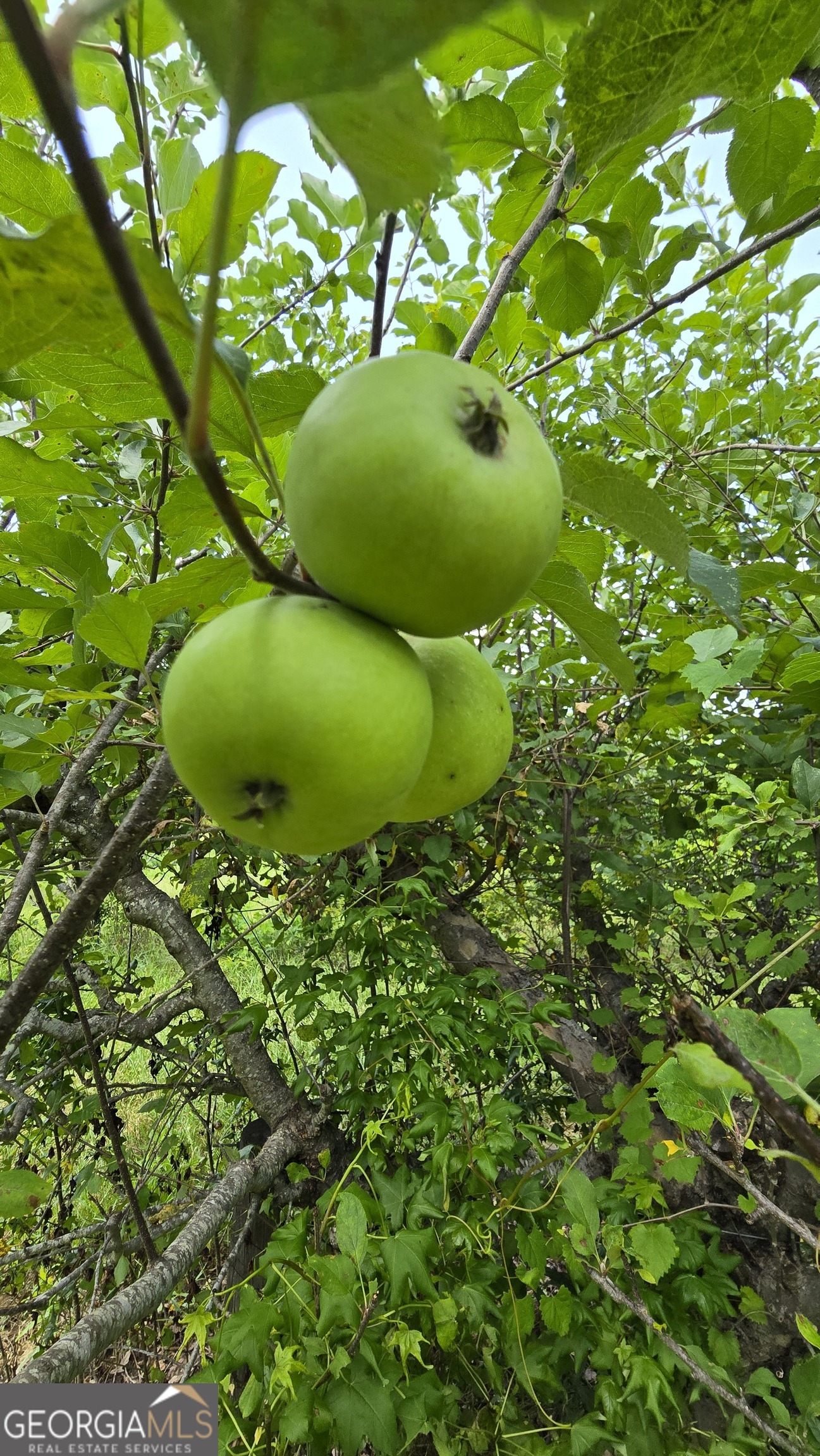 2037 Jeff Davis Road Thomaston, GA 30286 - Photo 46 of 60 a view of a garden