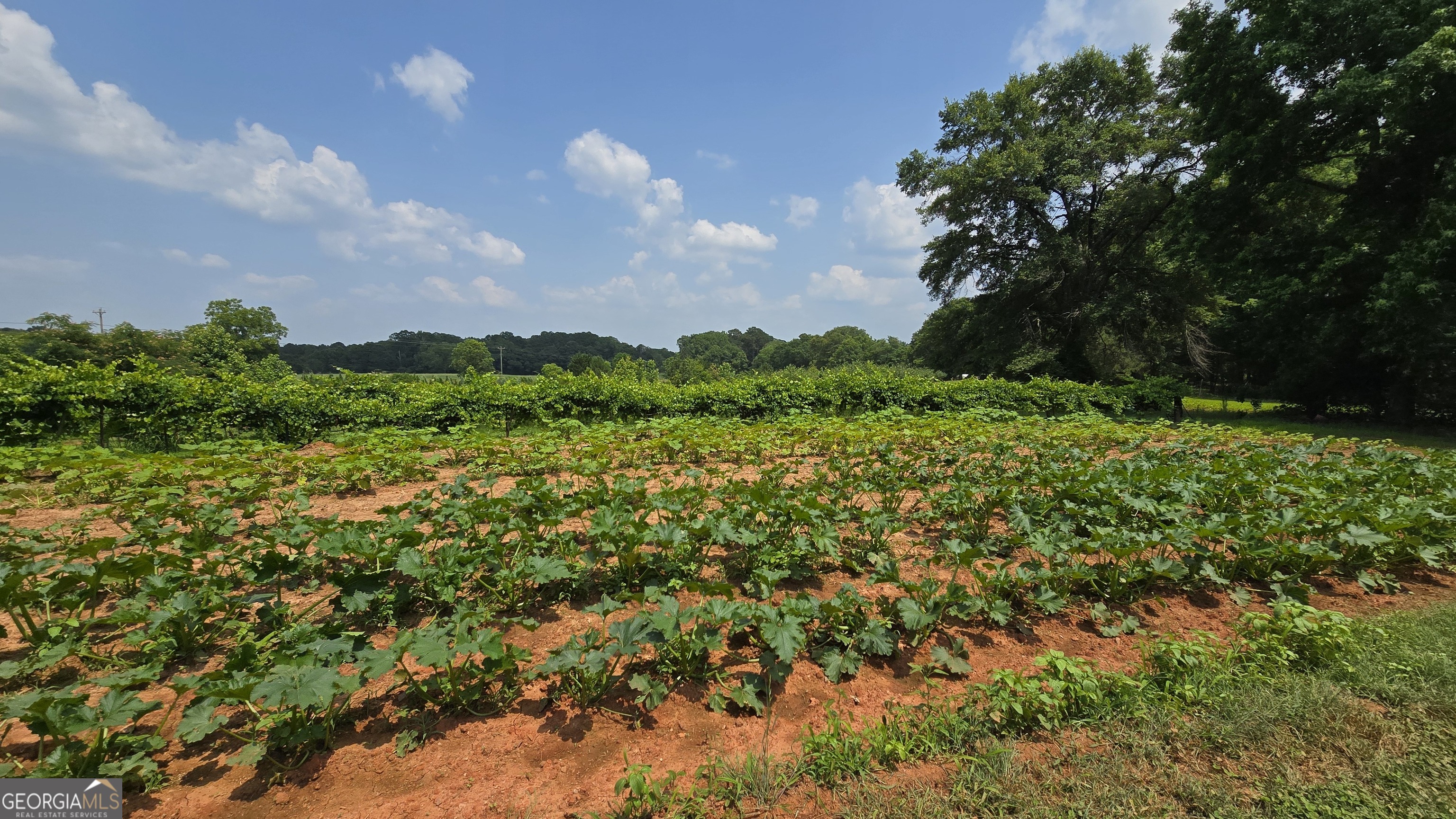 2037 Jeff Davis Road Thomaston, GA 30286 - Photo 49 of 60 a view of a bunch of trees and bushes
