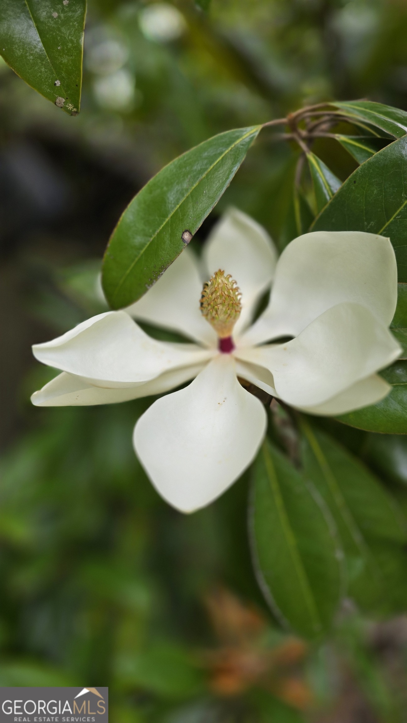 2037 Jeff Davis Road Thomaston, GA 30286 - Photo 50 of 60 a view of a swimming pool